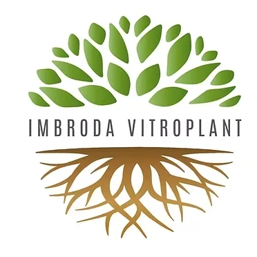 Imagen de Imbroda Vitroplant