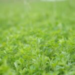 Cereales Alfalfa y Paja S.L. (CEALPA) - Servicio agricola en Trespaderne Cereales Alfalfa y Paja S.L. (CEALPA) - Servicio agricola en Trespaderne