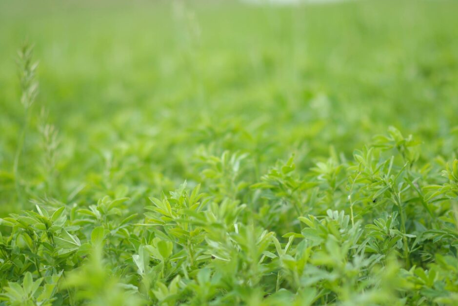 Imagen de Cereales Alfalfa y Paja S.L. (CEALPA)