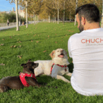 Chuchis Educación Canina - Adiestrador canino en Madrid Chuchis Educación Canina - Adiestrador canino en Madrid