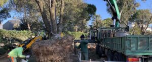 Salvar la Encina - Asesor medioambiental en Santa Marta Salvar la Encina - Asesor medioambiental en Santa Marta