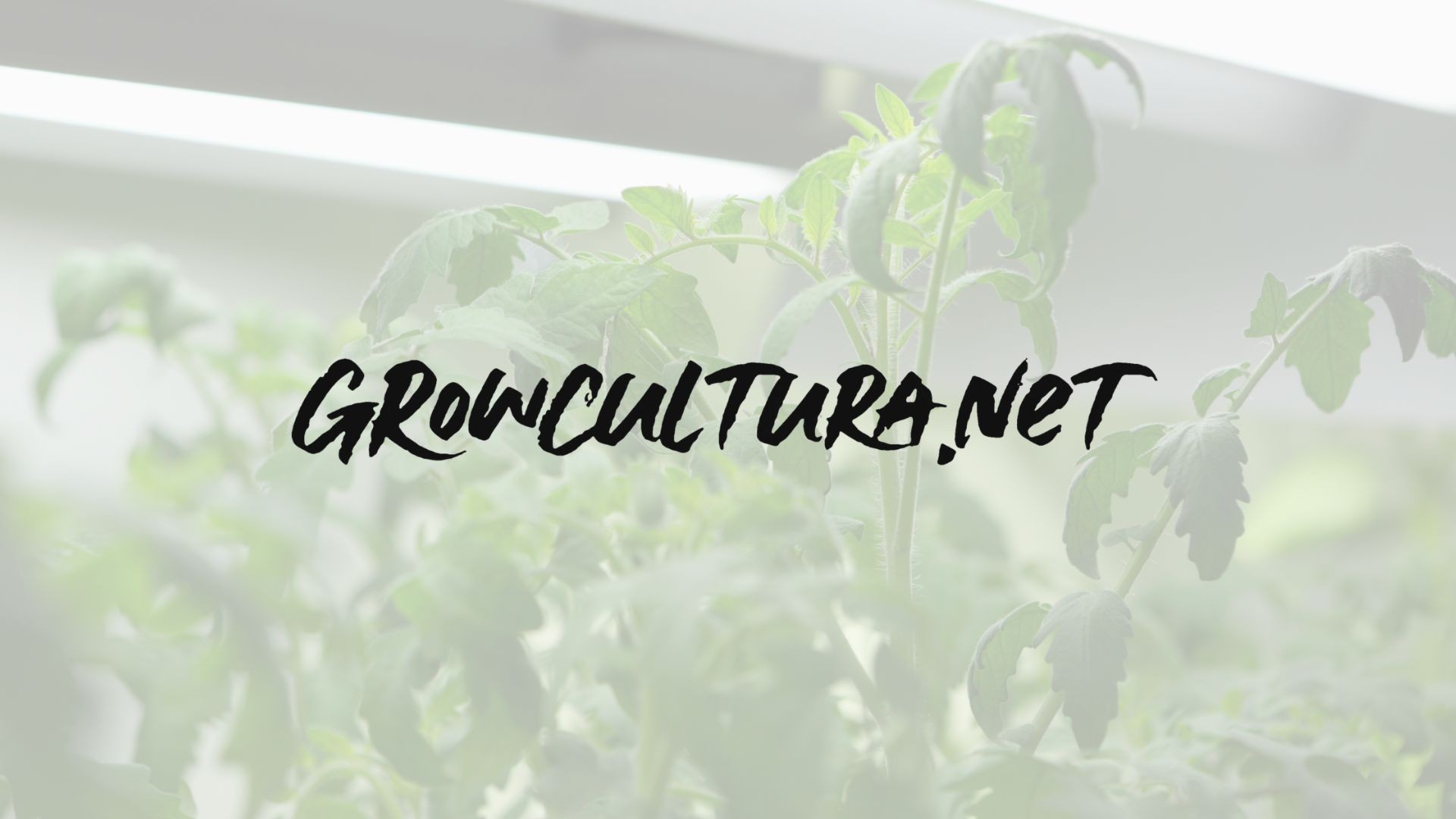Growcultura