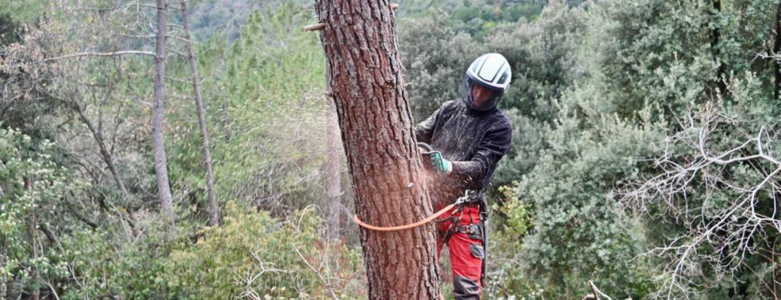 PG - Serveis pels arbres