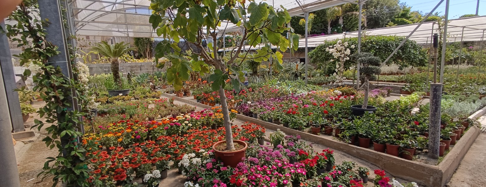 Jardines Villalba | Jardineros y paisajistas en Marbella - Imagen 3