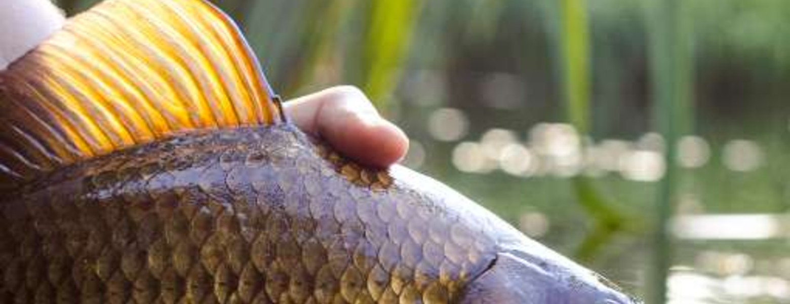 Fotos de Carpfishing Arapaima Fishing - Imagen 5