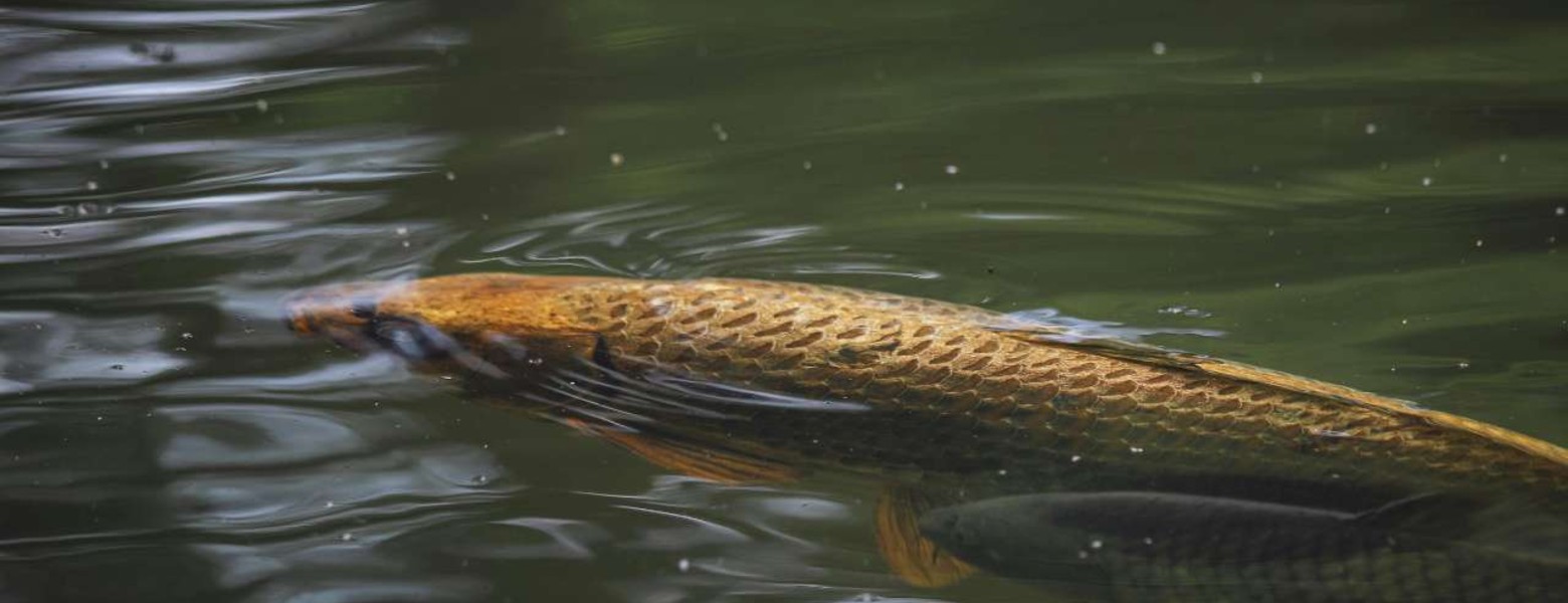 Fotos de Montaje Basico Para Carpfishing Arapaima Fishing - Imagen 3