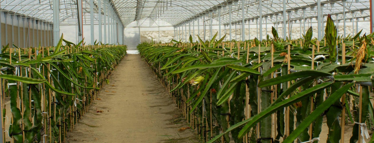 INVEUROP / INVERNADEROS EUROPEOS - Imagen 5