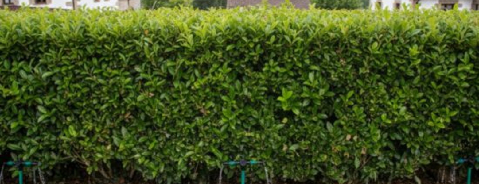 Ferbar Gardens - Mantenimiento de jardines en Bilbao - Imagen 3