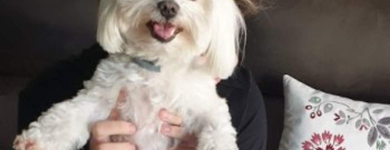 Animalia Badalona Clínica Veterinària - Imagen 3