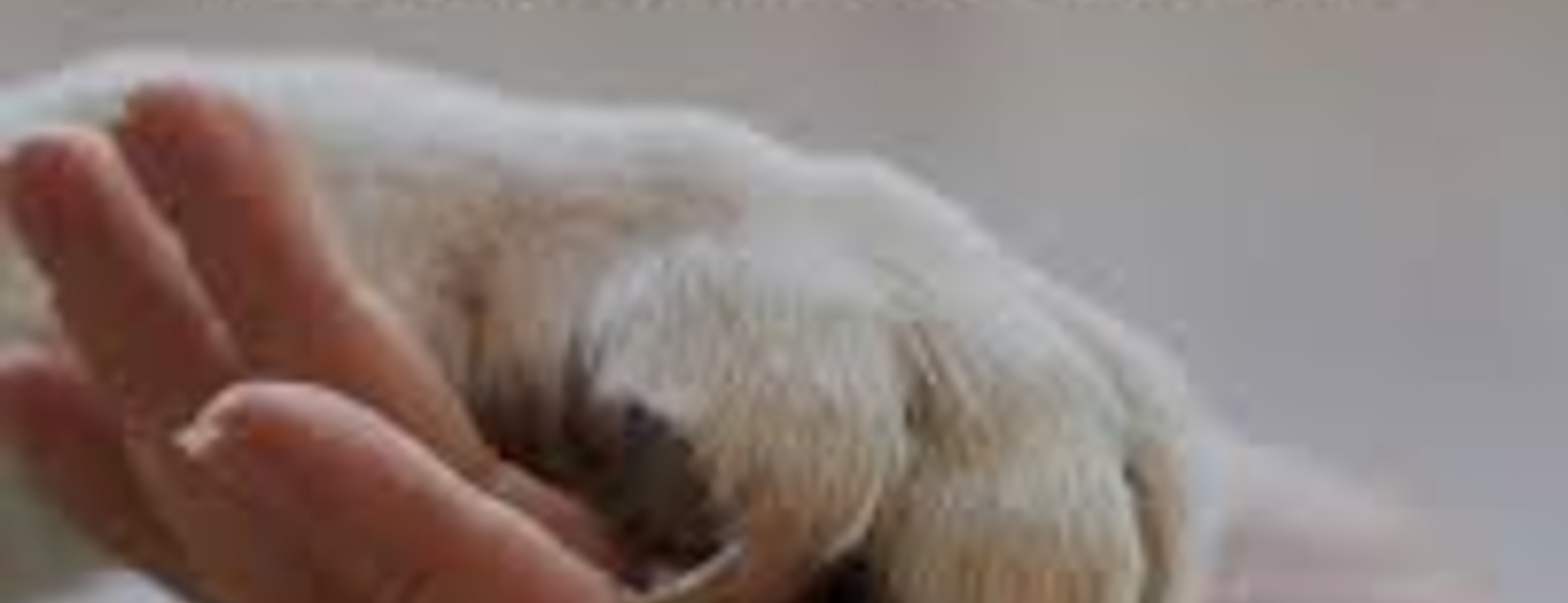 Animalia Badalona Clínica Veterinària - Imagen 2