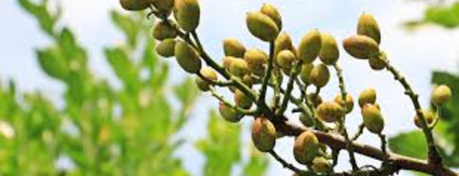 Propistacho - Imagen 1