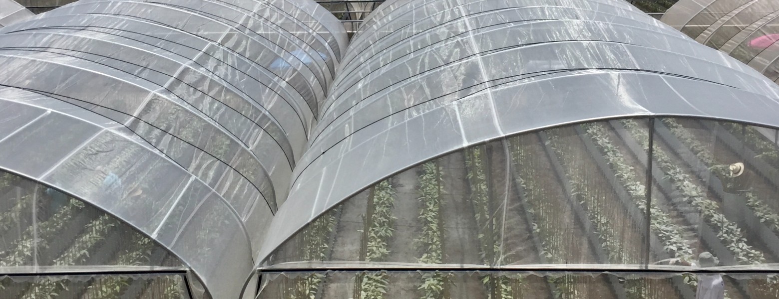 INVEUROP / INVERNADEROS EUROPEOS - Imagen 4