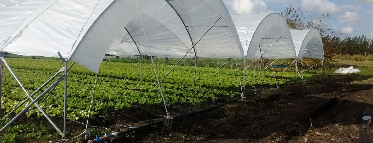 INVEUROP / INVERNADEROS EUROPEOS - Imagen 3
