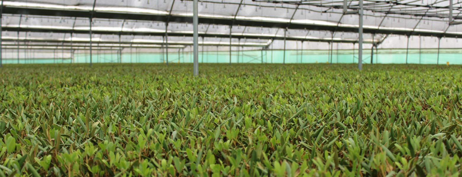 INVEUROP / INVERNADEROS EUROPEOS - Imagen 1