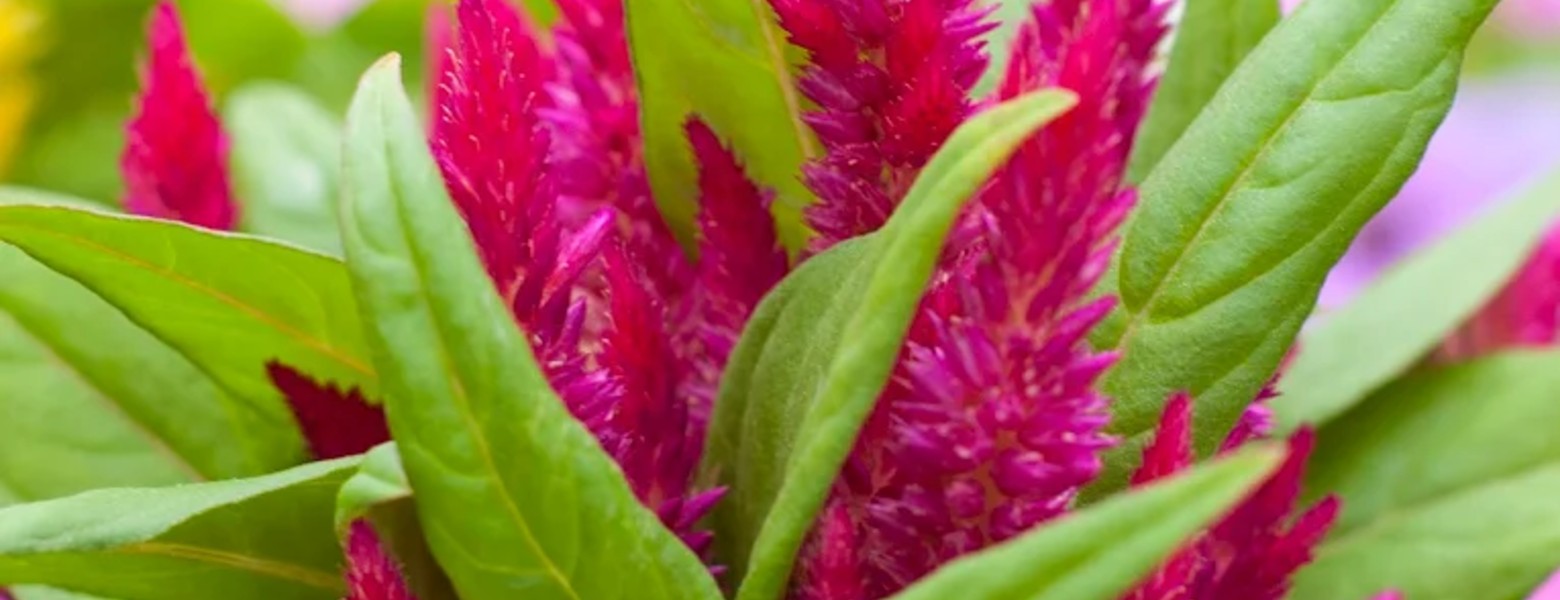 Garden Almerimar - Imagen 2