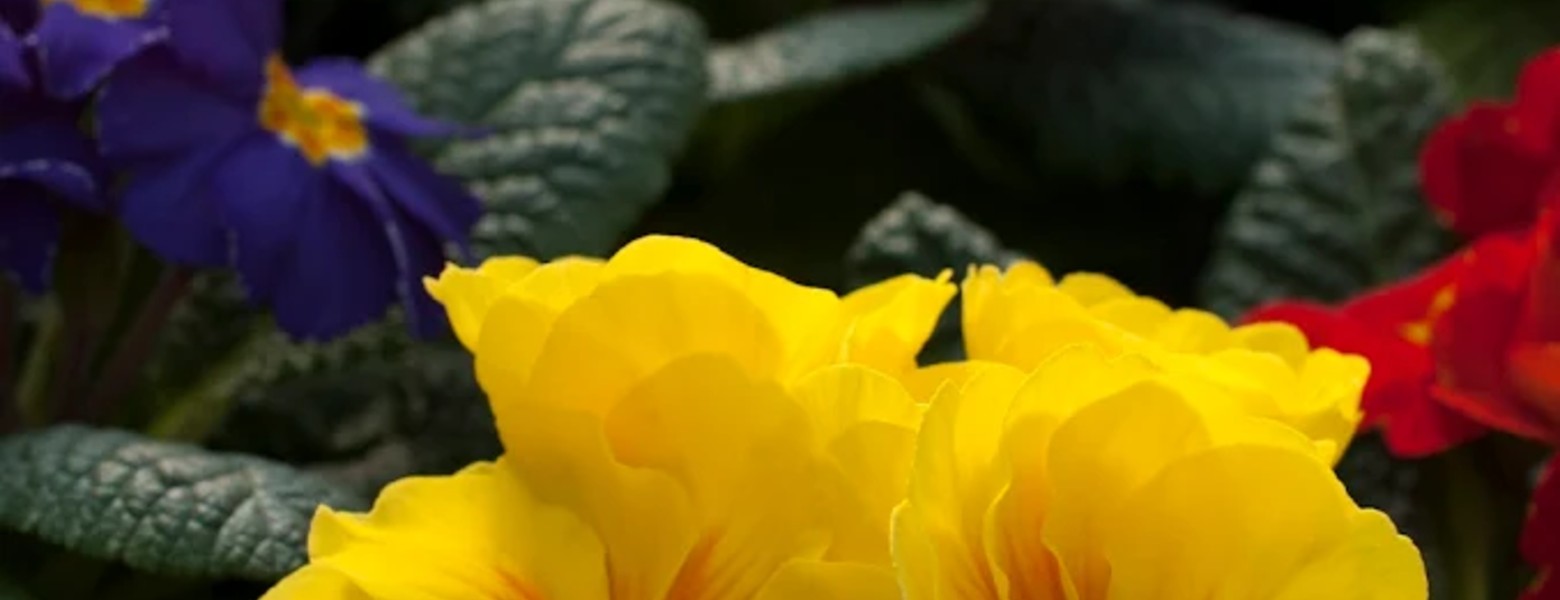 Garden Almerimar - Imagen 3