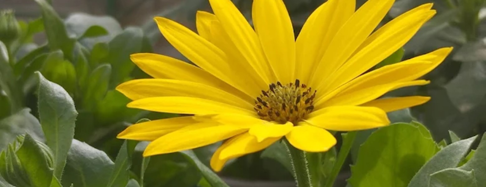 Garden Almerimar - Imagen 4