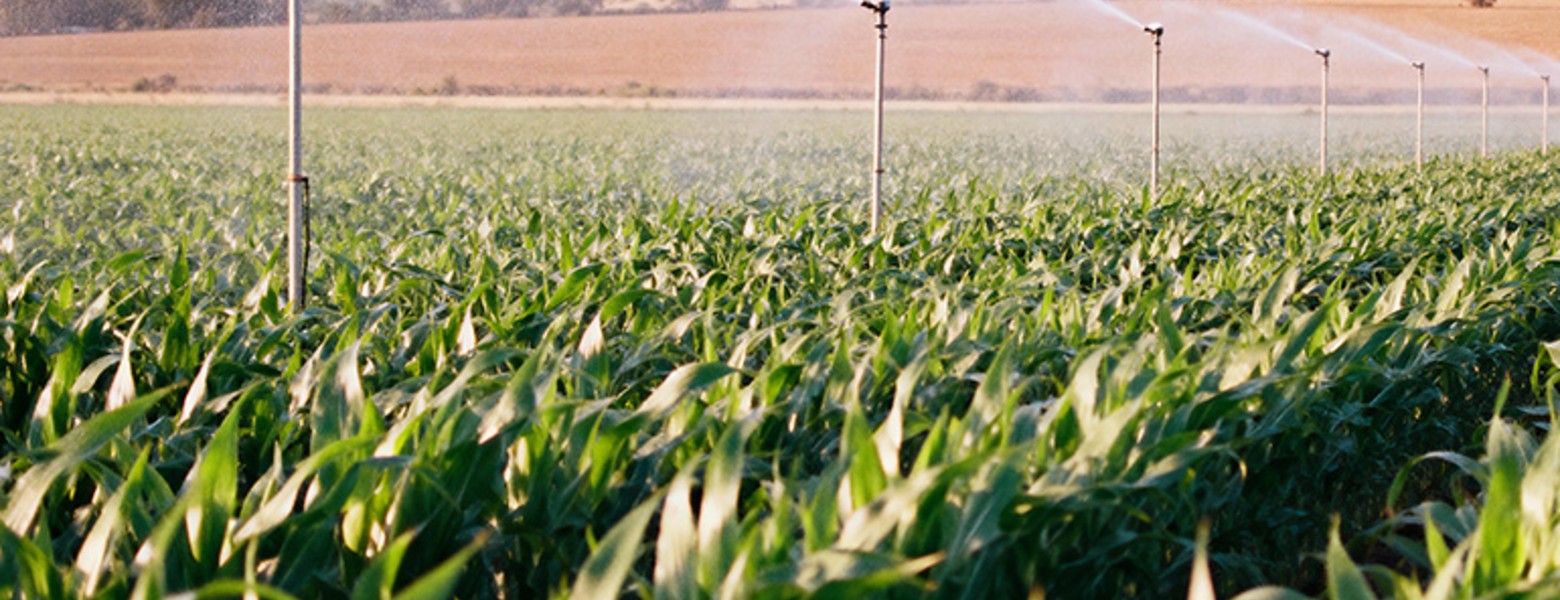 Finca Las Iniestas, Albacete - Imagen 15