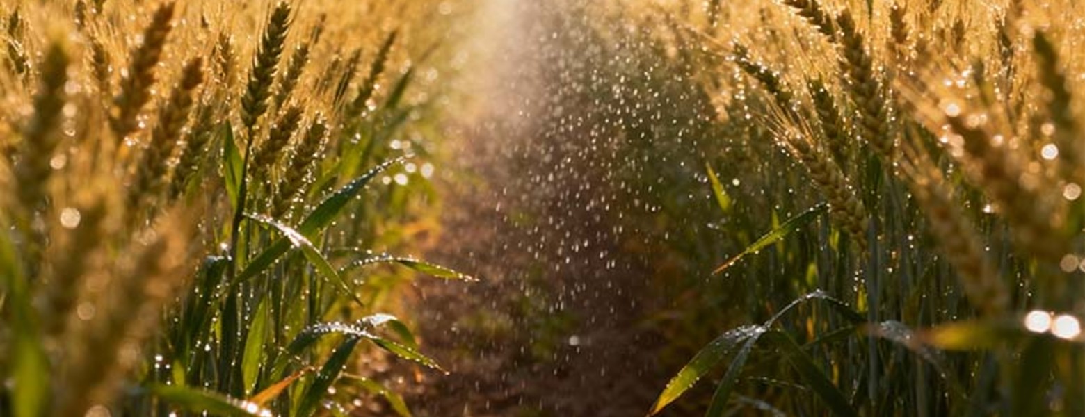 Finca Las Iniestas, Albacete - Imagen 8