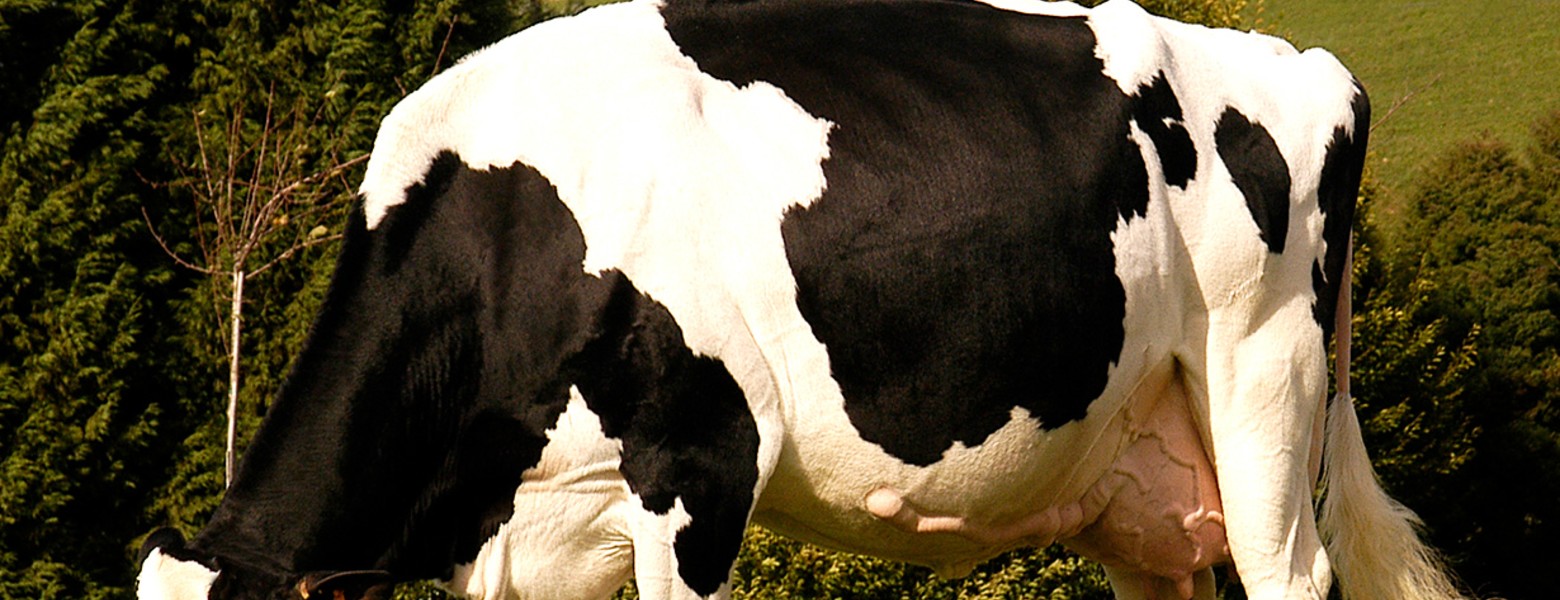 ASOCIACION FRISONA ANDALUZA - Imagen 1