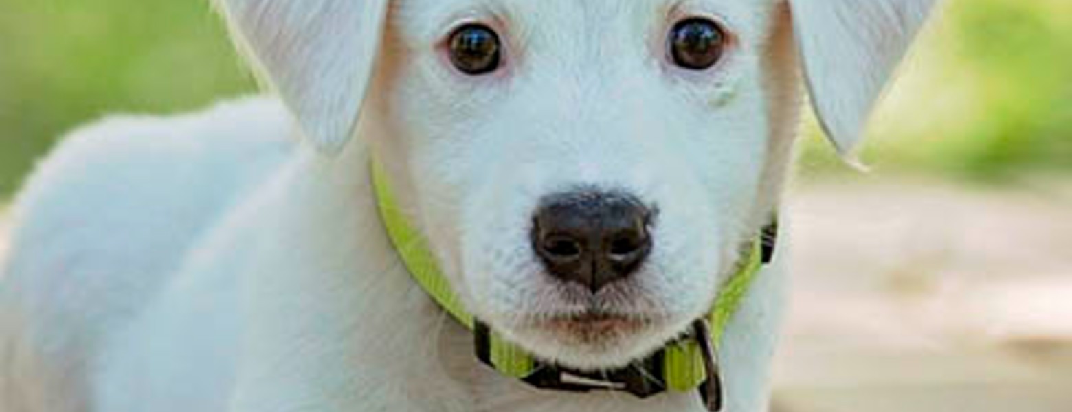 Clínica Veterinaria Alcazaba - Imagen 5