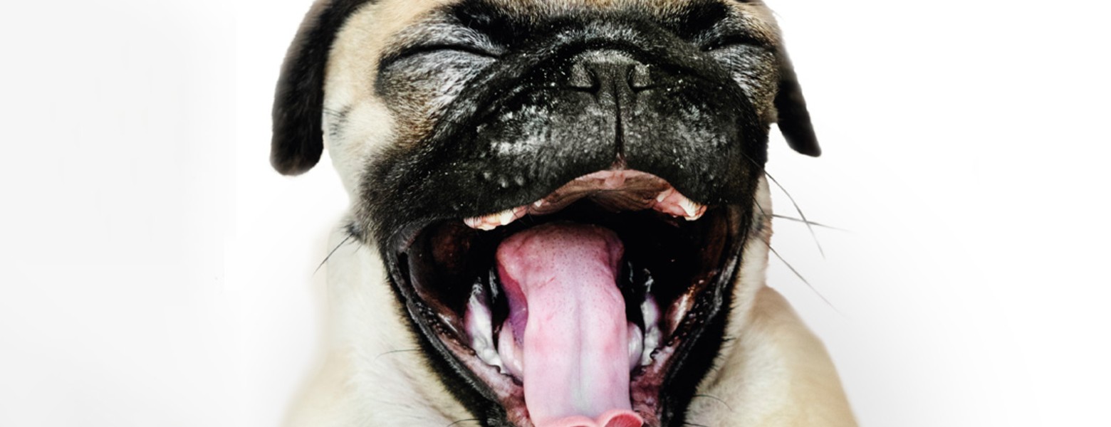 Clínica Veterinaria Alcazaba - Imagen 2