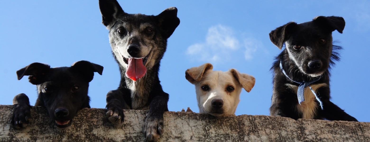 Clínica Veterinaria Alcazaba - Imagen 3