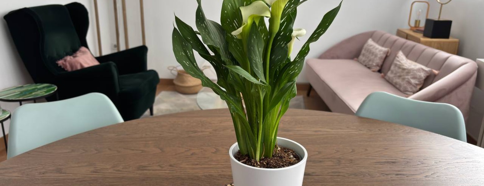 El Viso Psicólogos - Imagen 2