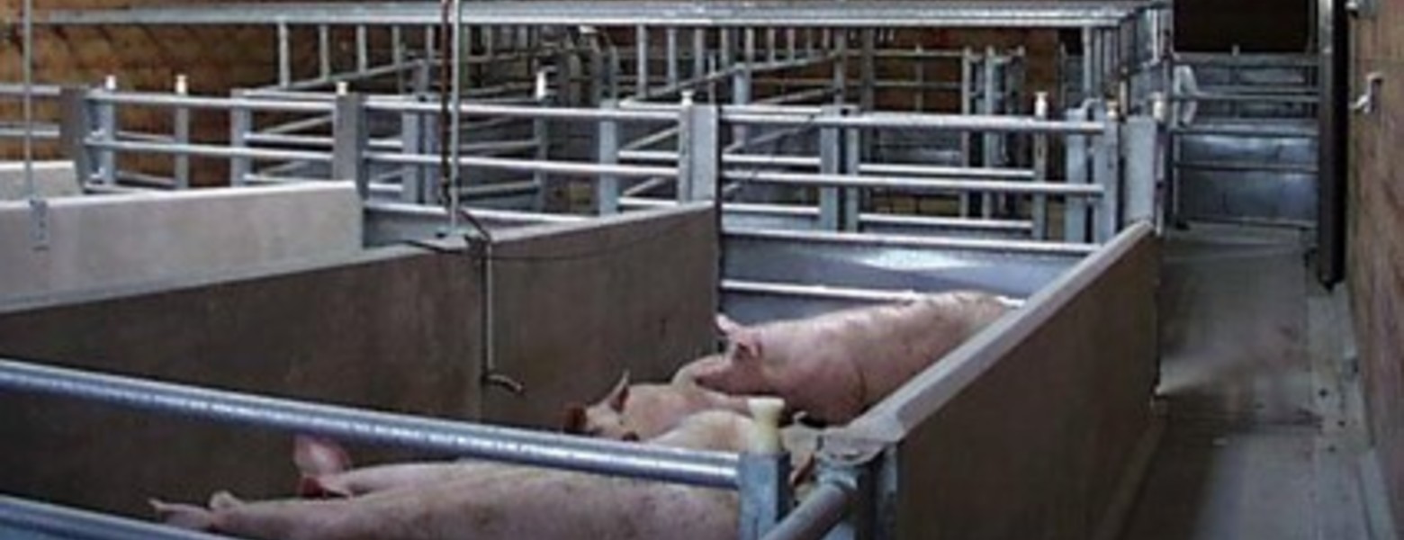 DEXA Soluciones - Maquinaria para Mataderos - Imagen 6