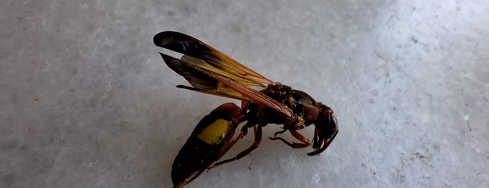 Desokuplagas - Control de Plagas Sevilla - Imagen 5