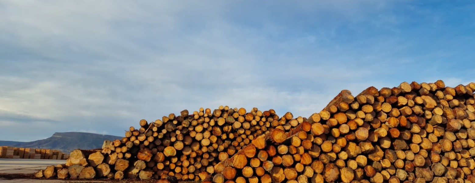 Maderas San Isidro S.A. - Imagen 2