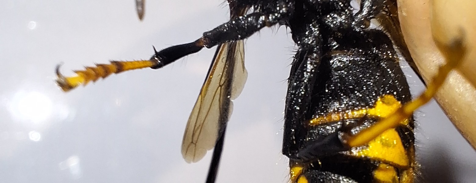 Desokuplagas - Control de Plagas Sevilla - Imagen 4