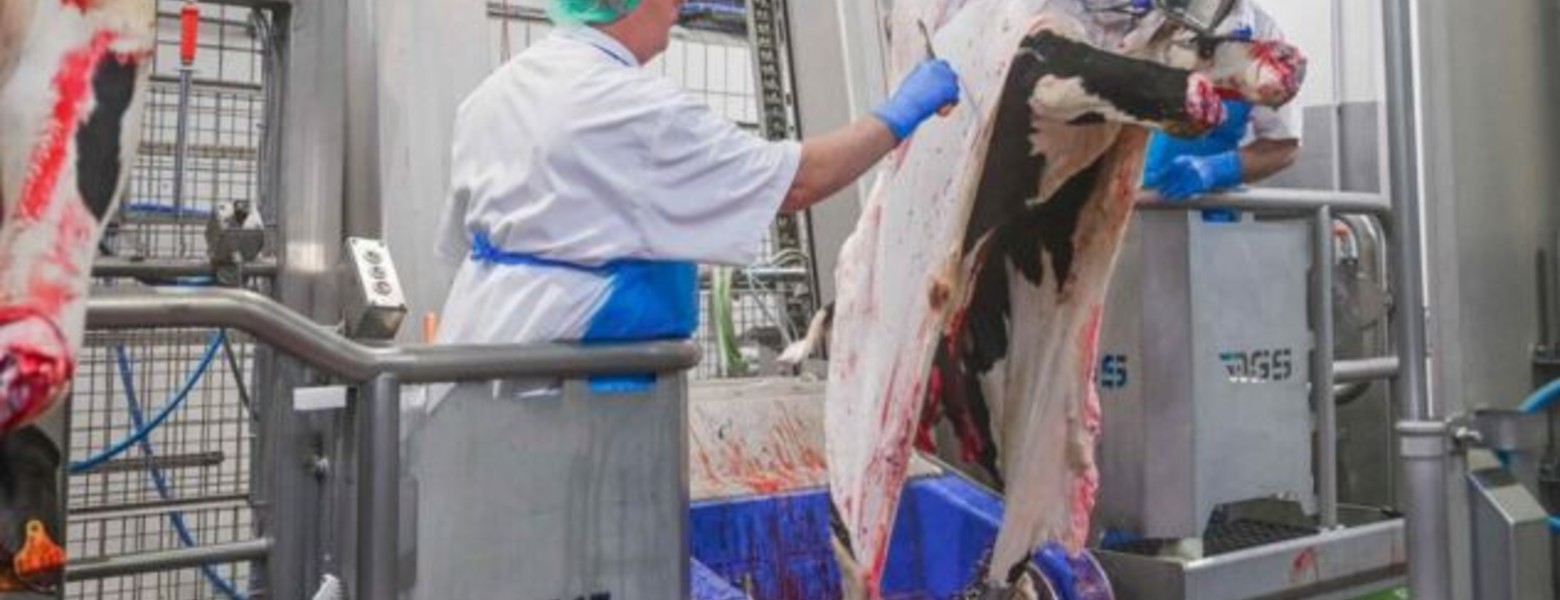 DEXA Soluciones - Maquinaria para Mataderos - Imagen 10