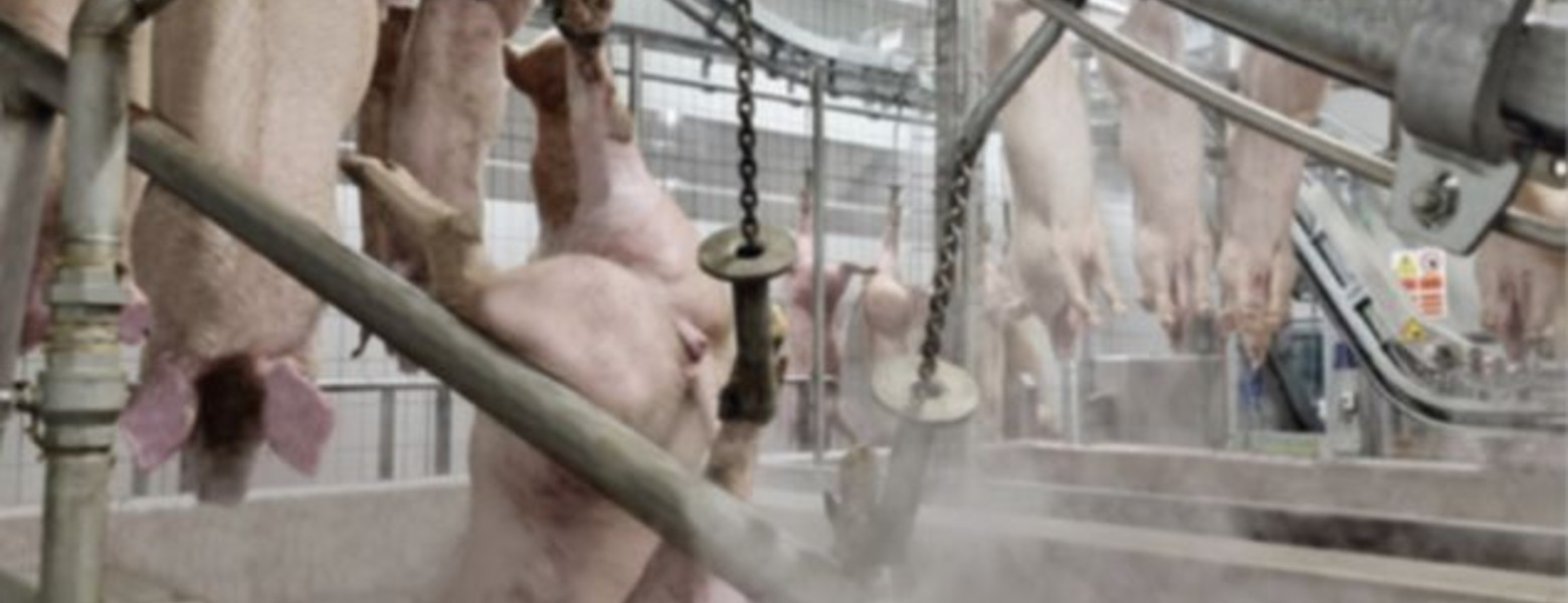 DEXA Soluciones - Maquinaria para Mataderos - Imagen 5