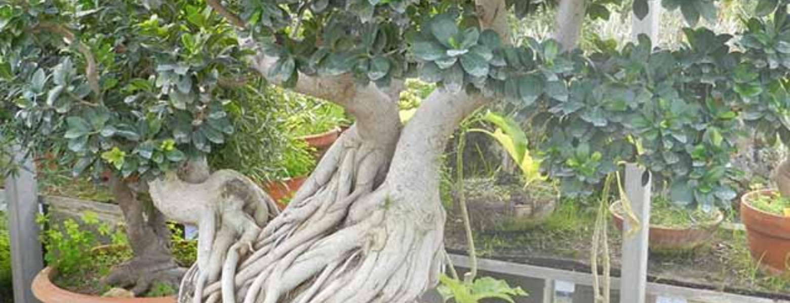 Espacio Verde Viveros (Eugenio Signes) - Imagen 4