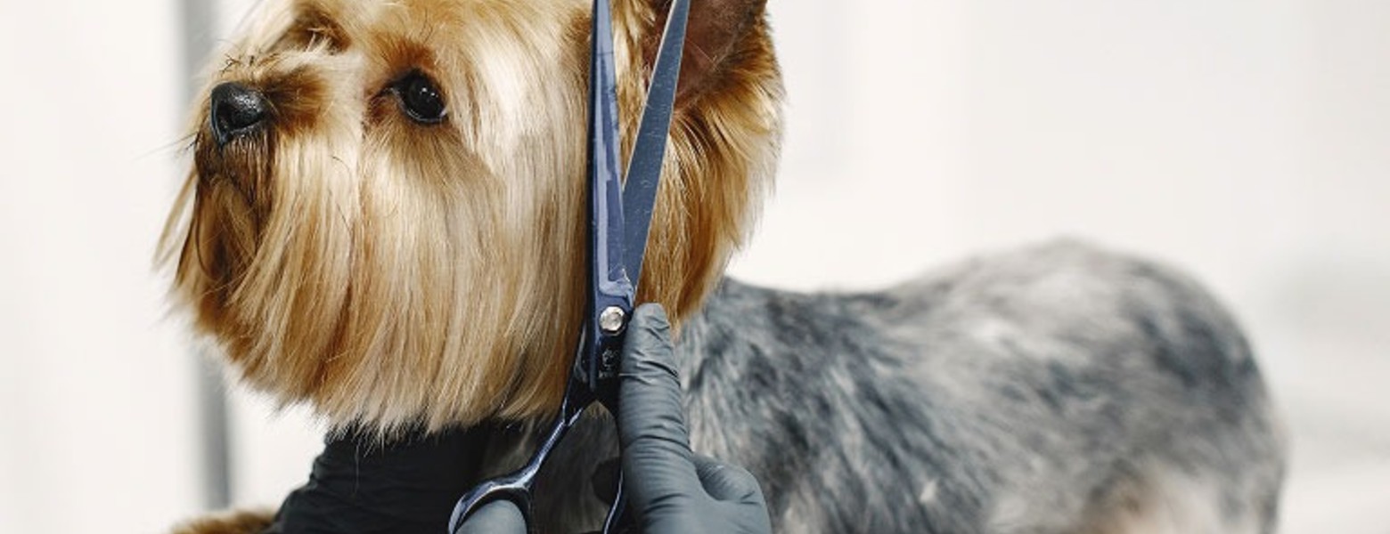 TRUFAS NEGRAS - Centro de bienestar animal - Imagen 6