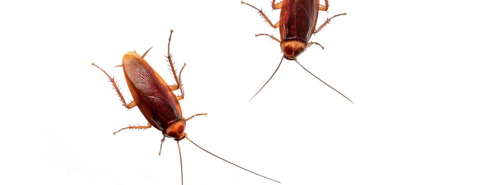 Sky Control de Plagas en Valencia - Imagen 3