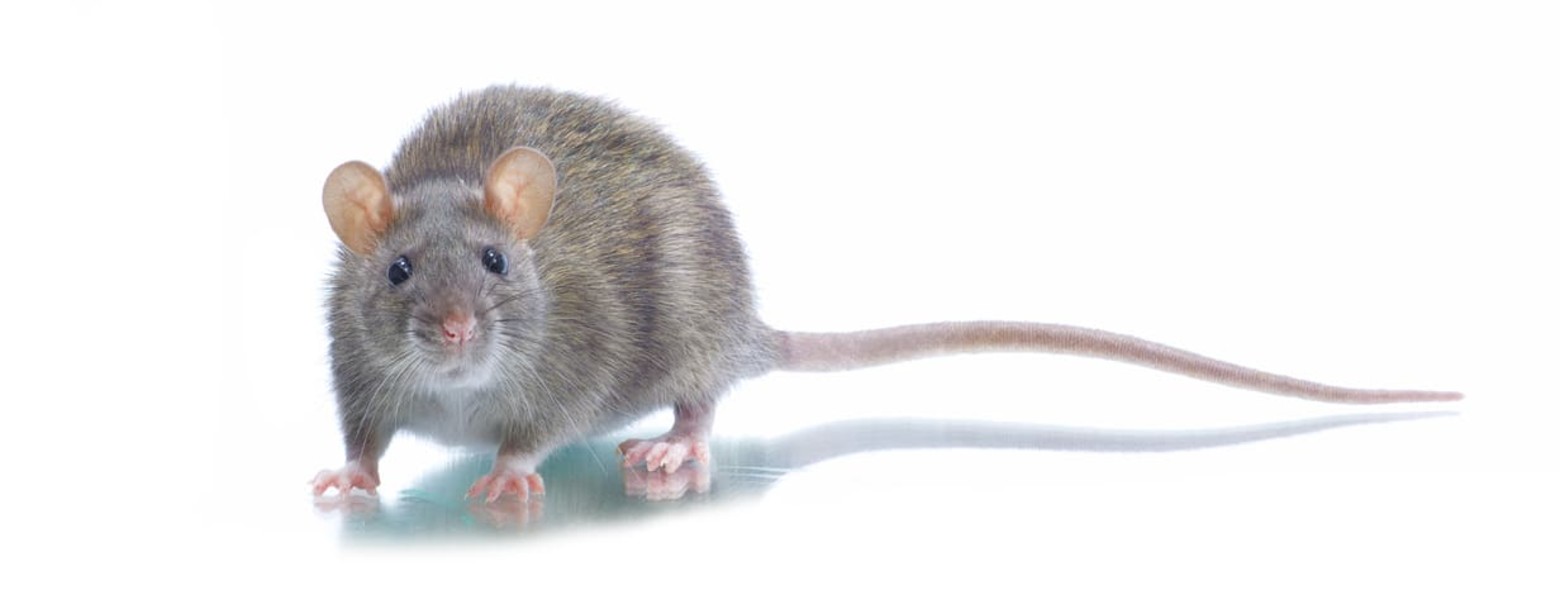 Sky Control de Plagas en Valencia - Imagen 5