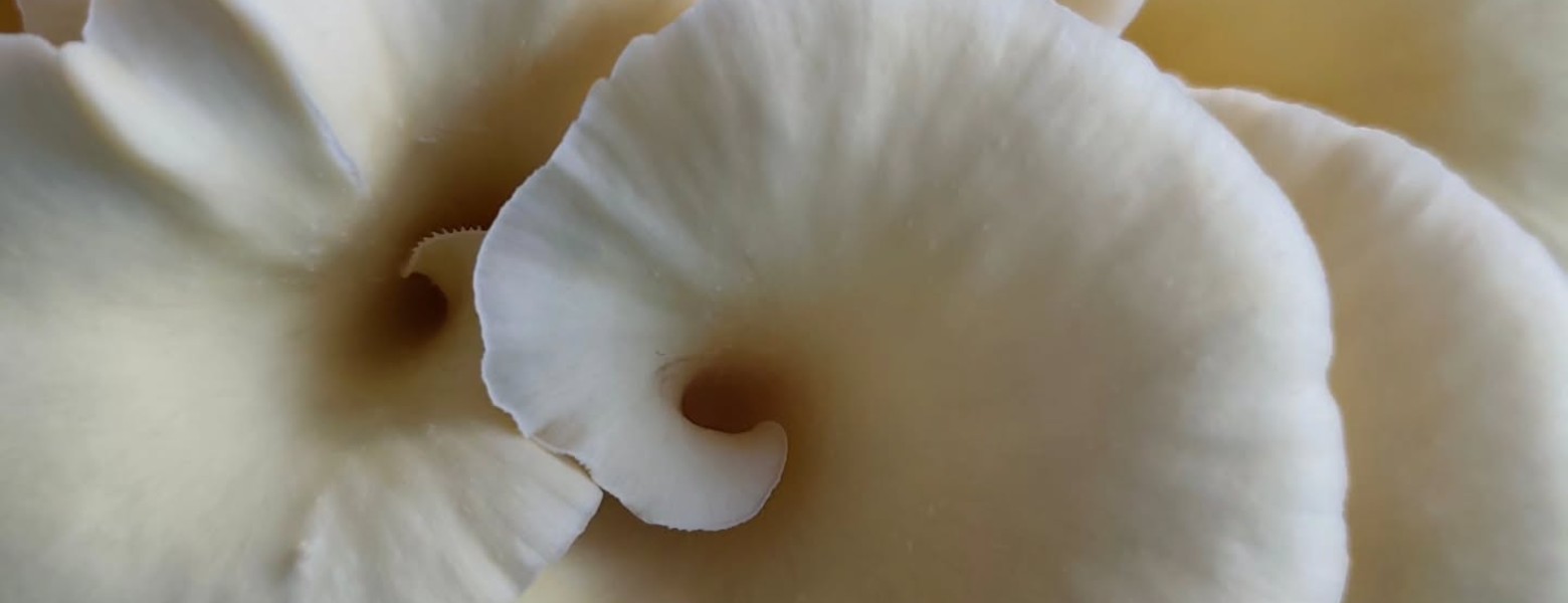 Setas La Bruja | Productor Recomendado - Imagen 3