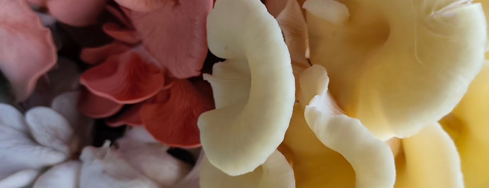 Setas La Bruja | Productor Recomendado - Imagen 4