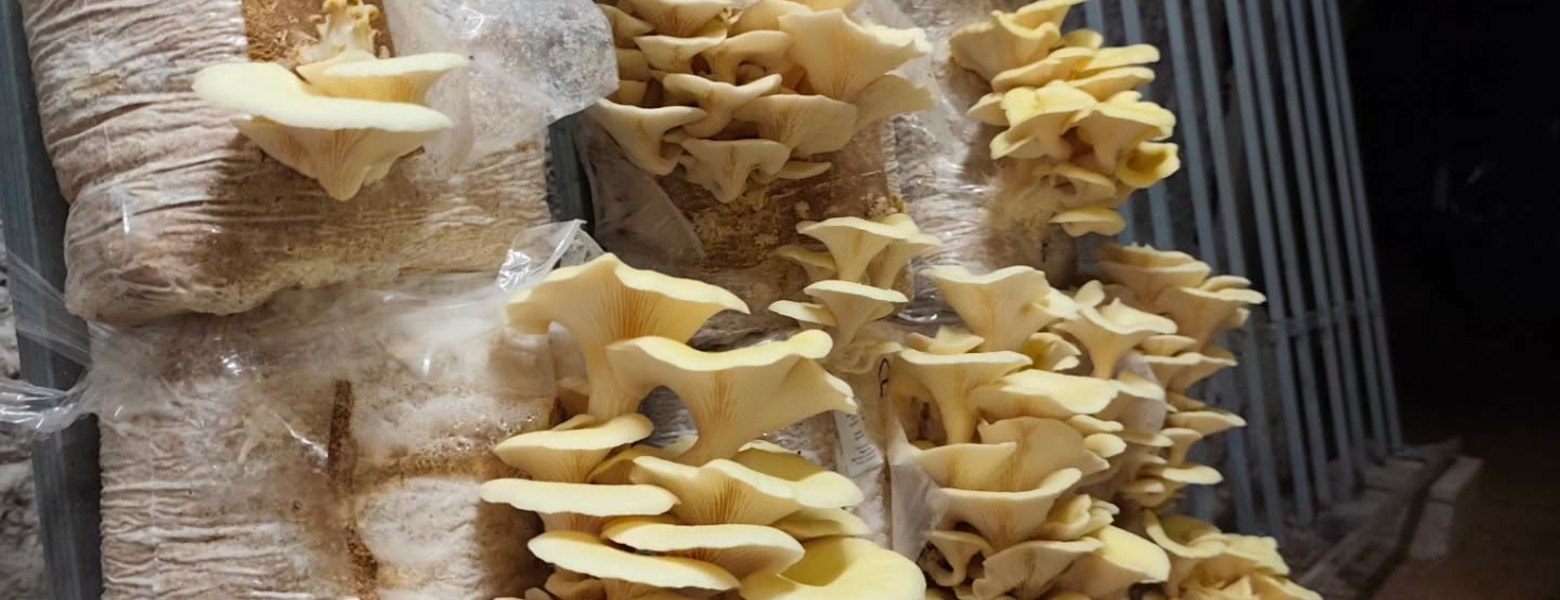 Setas La Bruja | Productor Recomendado - Imagen 1