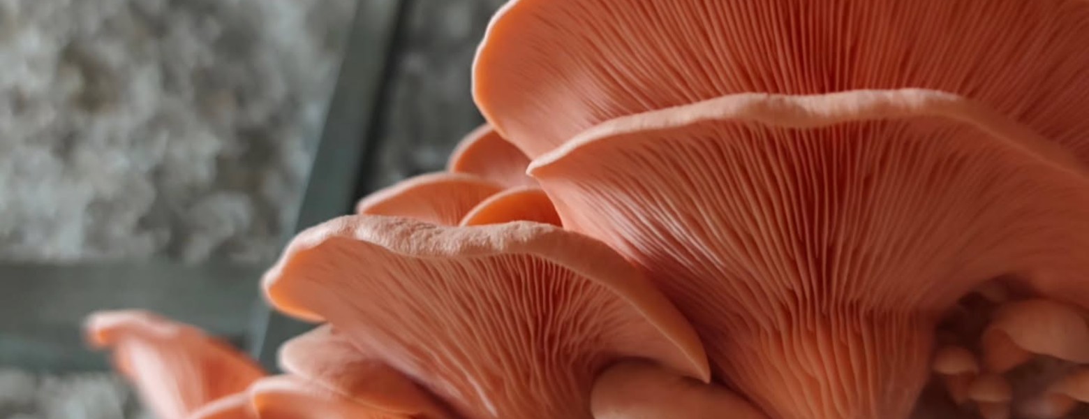 Setas La Bruja | Productor Recomendado - Imagen 5