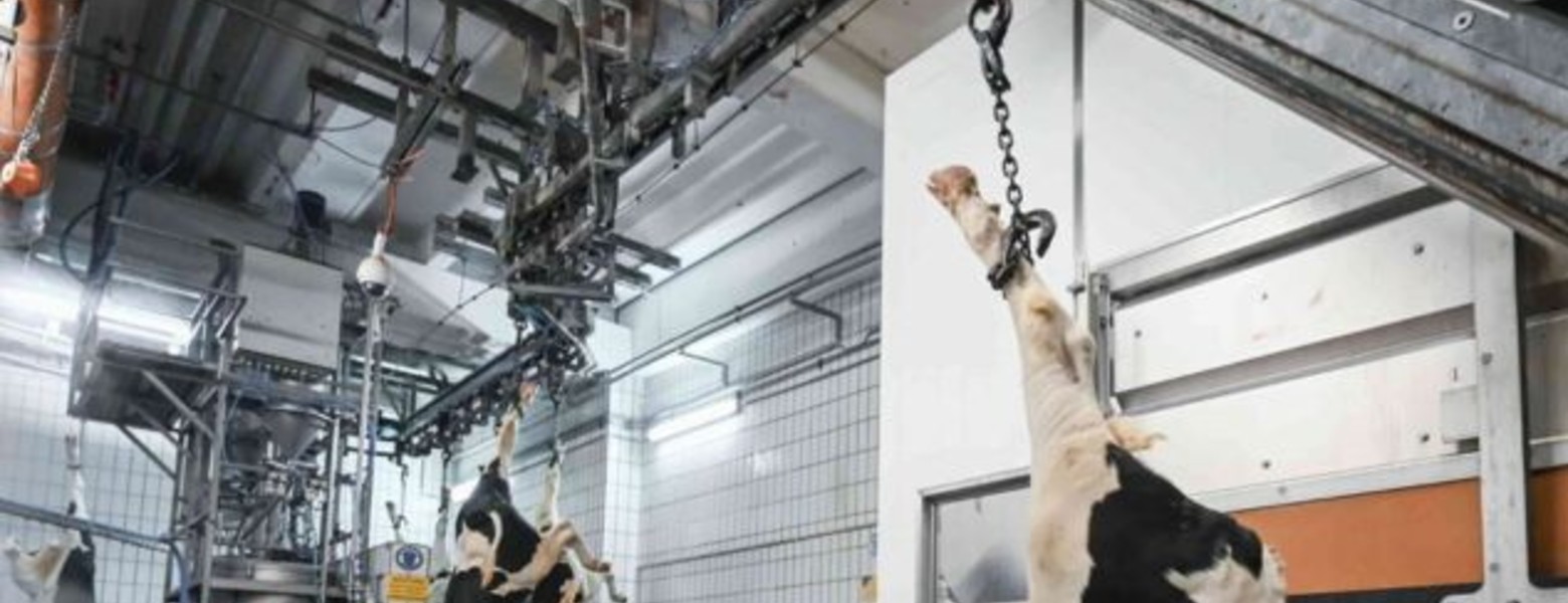 DEXA Soluciones - Maquinaria para Mataderos - Imagen 8