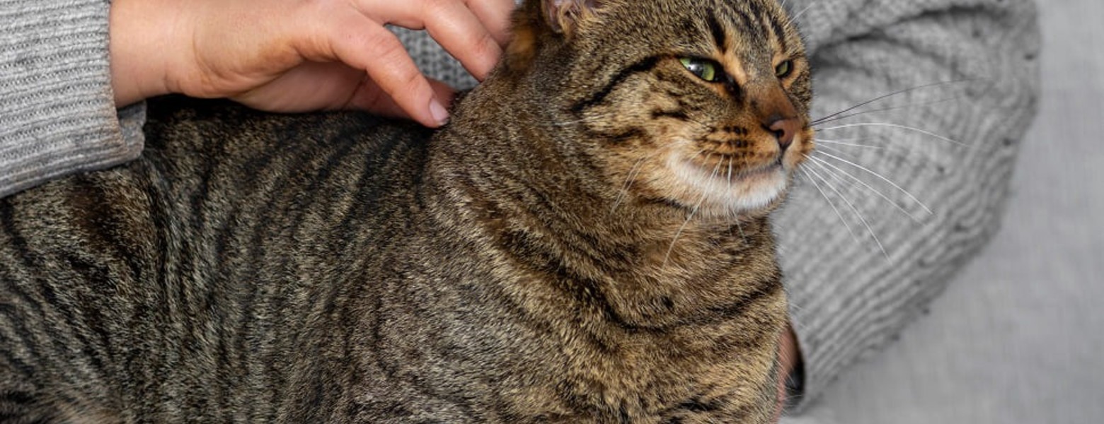 TRUFAS NEGRAS - Centro de bienestar animal - Imagen 1