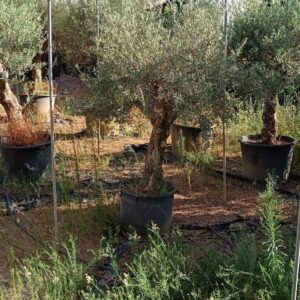 Foto de Viveros Sepúlveda | Vivero en Marbella | Garden Center Marbella en Marbella - Imagen 1