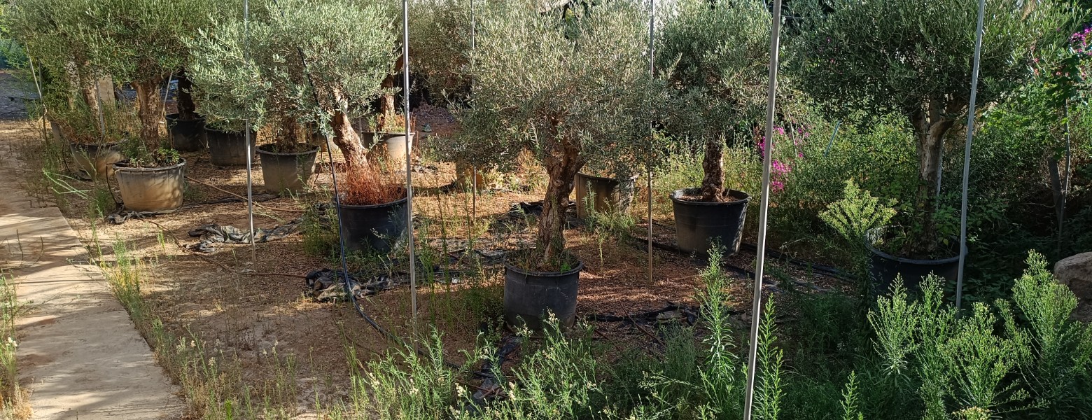 Foto de Viveros Sepúlveda | Vivero en Marbella | Garden Center Marbella