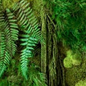 Foto de Musgo Jardines Verticales en Camas - Imagen 3
