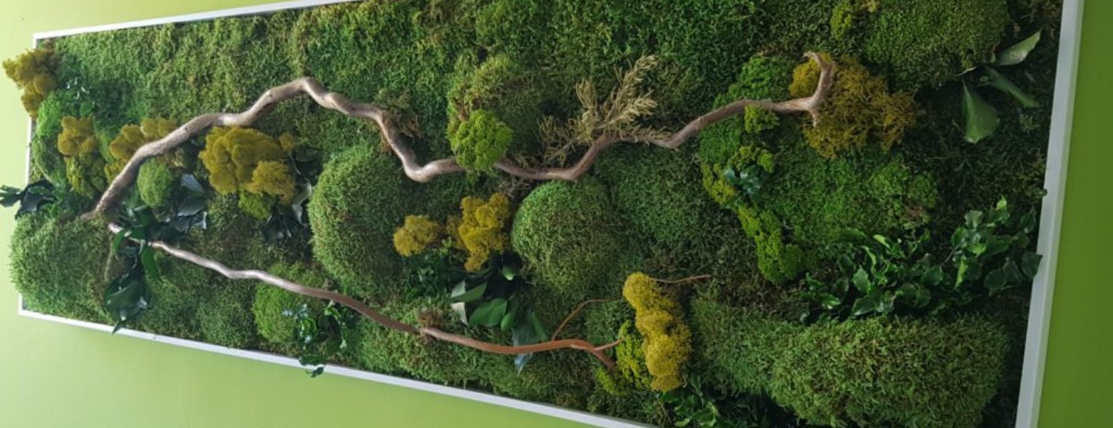 Foto de Musgo Jardines Verticales en Camas - Imagen 3