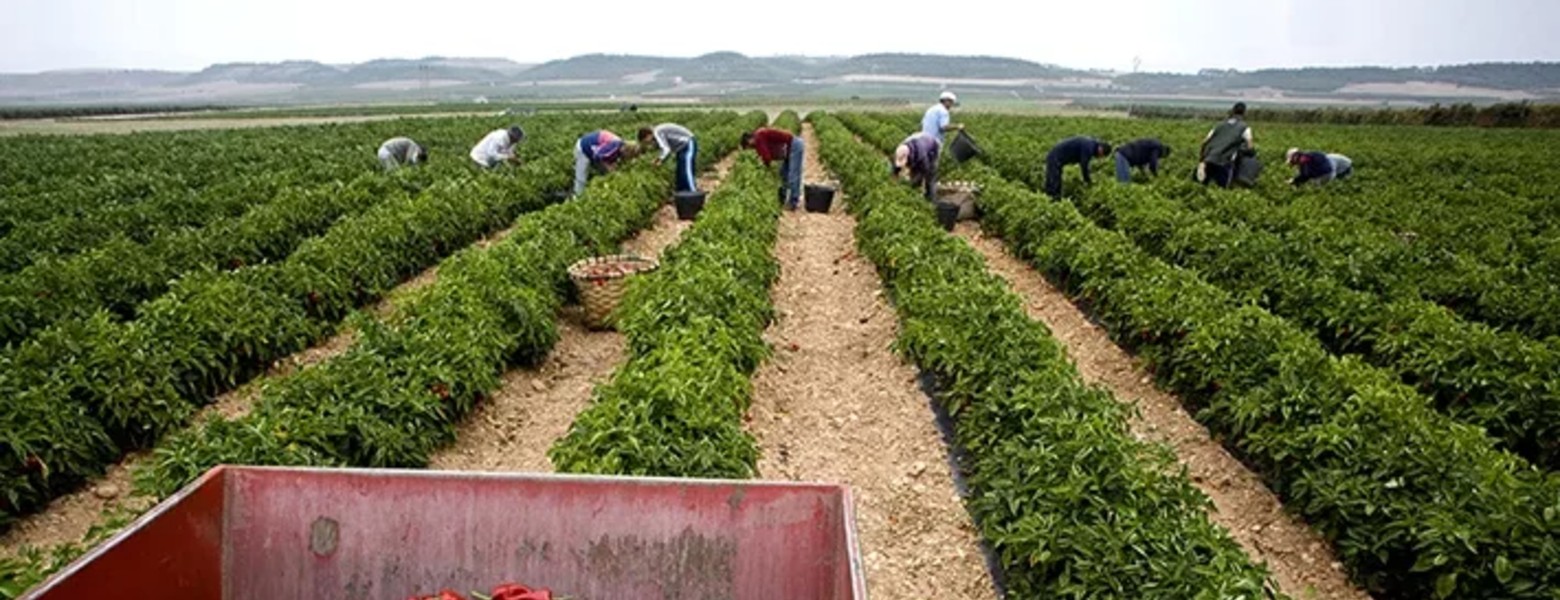 Foto de Viuda de Cayo
