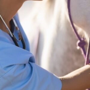 Foto de José Sánchez Veterinario Clínico Equino en Chiclana de la Frontera - Imagen 1